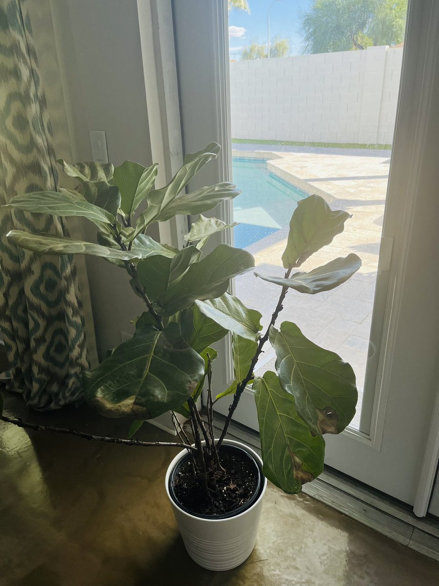 MegLamy1's tweet photo. Picked up a #fiddleleaf fig plant awhile back (influencer got to me) &amp; it hasn’t been thriving…I read/heard they’re fickle &amp; like being near a window, named, talked to (??) &amp; getting acidity like white wine. Basically, I’ve got a new drinking buddy at the house named Merle 😂 https://t.co/TFYQez30lo