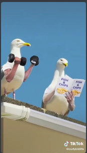 scarletshackles's tweet photo. This tiktok gave me the strangest art concept idea lmfao... #seagullpower 

(also seagulls are so annoying lol. They are very aggressive in Helsinki at least.) https://t.co/66dim1ssj3