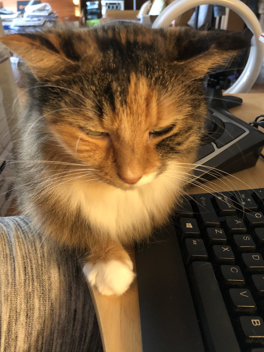 frances_price's tweet photo. @LolaKittySLC @timzmom @tkbgamer @nessellis @dsmom58 @AutismNotEvery1 @ThreezkyMusic @cwojoannexx @NASCARSammy Sophie says #HaiTim & frens πΎπ½π She also says time to stop working mom & pay attention to me! πΉ https://t.co/370IwcjthU