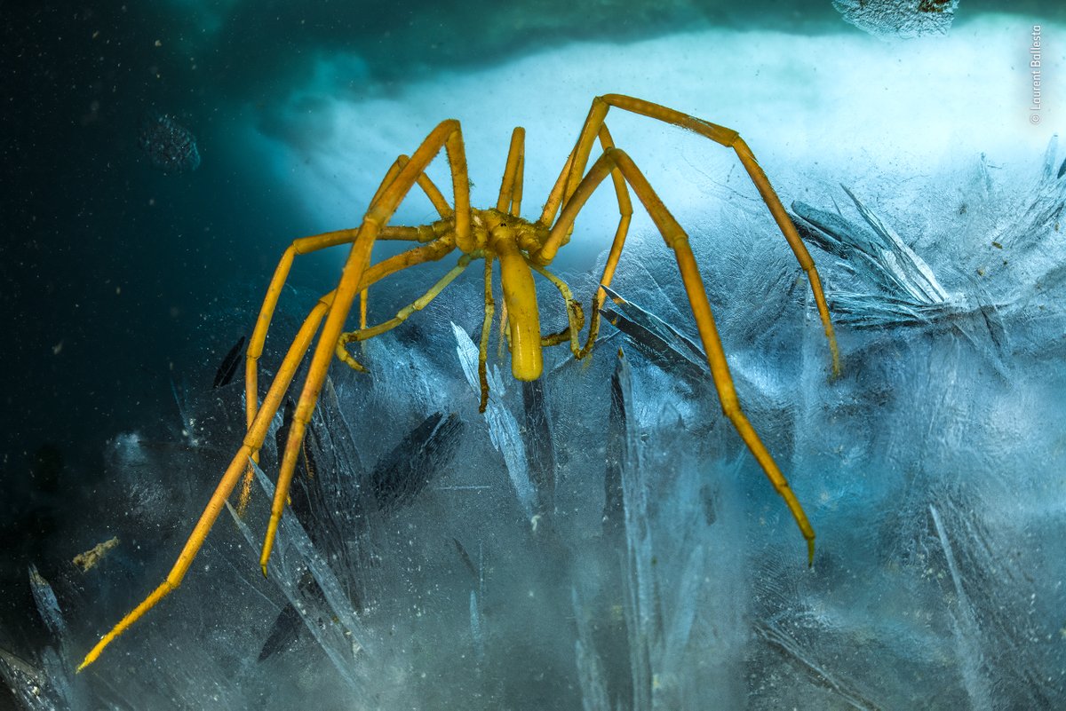 NHM_WPY's tweet photo. Our final category of the night is the Portfolio Award winner of #WPY58, France's Laurent Ballesta! 

From an icescape streaked by colourful algae to a giant sea spider, Laurent endured below-freezing dives to reveal the diversity of life beneath Antarctica’s ice. https://t.co/61SgeNulRQ