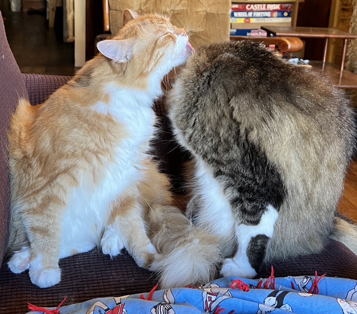 BooBoyCatToys's tweet photo. #tongueouttuesday It’s bath time 

#CatsOfTwitter #booboycattoys https://t.co/7y5RnJav6W