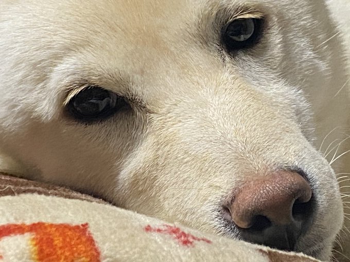 ドアップおはリマ 