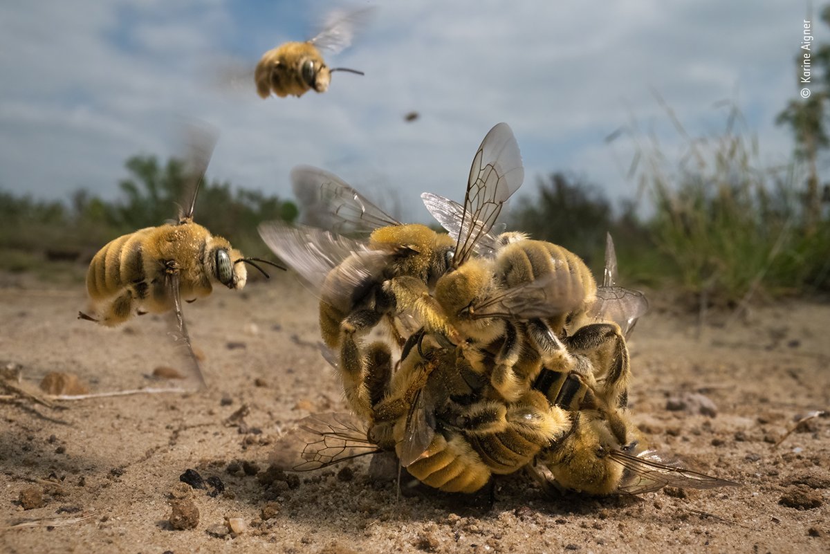 Congratulations Karine Aigner, Wildlife Photographer of the Year! 🏆 In her bee-level close-up, all except one are males and they are intent on mating with the single female at the centre. Like most bees, they are threatened by habitat loss, pesticides, and climate change. #WPY58