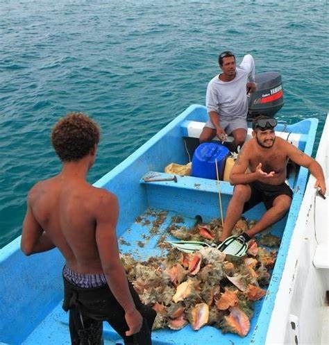 bbfpunitbze's tweet image. The Queen Conch (Strombus gigas) is the second most important wild caught species in Belize and therefore recognized as very important fisheries asset. 

The Belize Blue Bond agreement is aimed at maintaining the long-term productivity of these important fisheries assets.