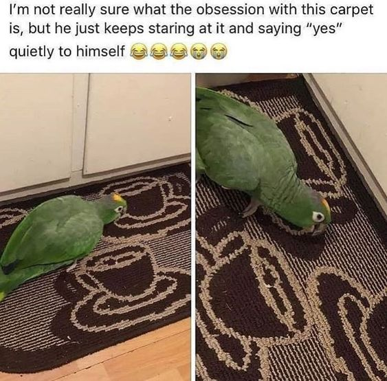 WholesomeMeme's tweet photo. https://t.co/W9ZR4OpbJW