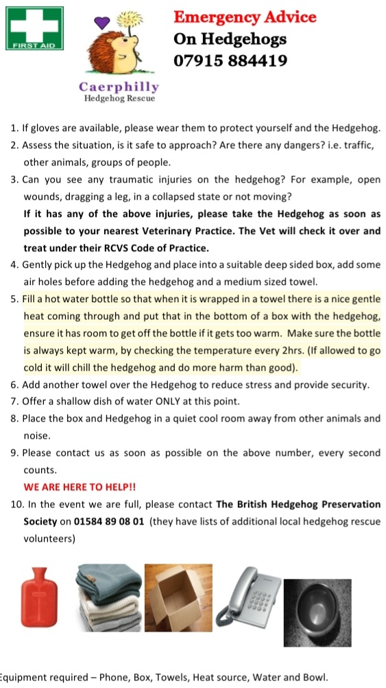 Caerphilly Hedgehog Rescue tweet media