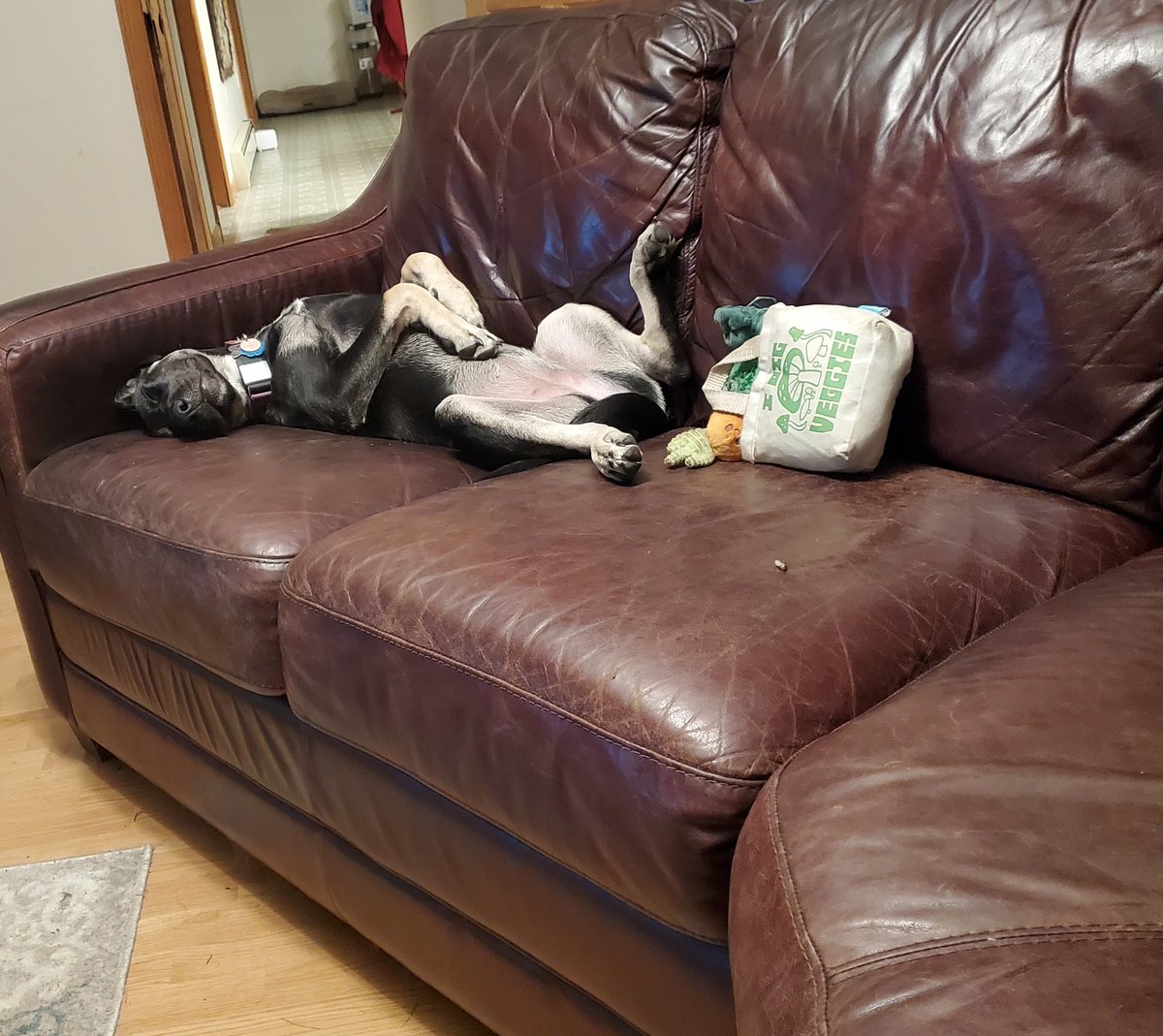 Boston__first's tweet photo. @TeslaAIBot #BABYDOGE @babydoge @baby
 Poor Freya is all shop out !! https://t.co/oq9dJO017n