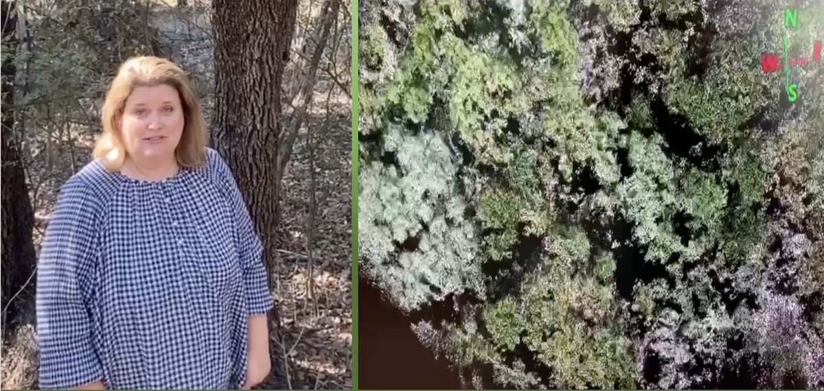 GLOBEProgram's tweet photo. Dr. Amy Neuenschwander is a research scientist at the University of Texas at Austin & @NASAGoddard. As part of the #TreesChallenge 2022, she discusses the importance of #TreeHeights & how they are measured from the ground & space. https://t.co/7zlE5aFOt7. #TreesTuesday https://t.co/1lLMKEXa4U