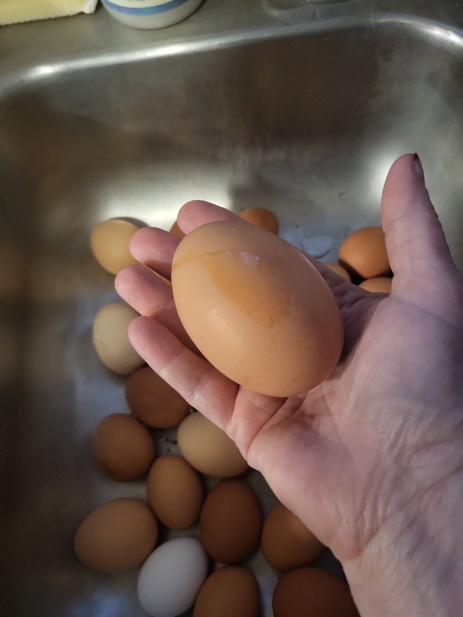 its_jan2's tweet photo. @JoyceWhiteVance fairly certain this is the largest egg we have gotten in our short four year chicken career.
#chickenlife
#poorchicken https://t.co/YN7aHHdbTv