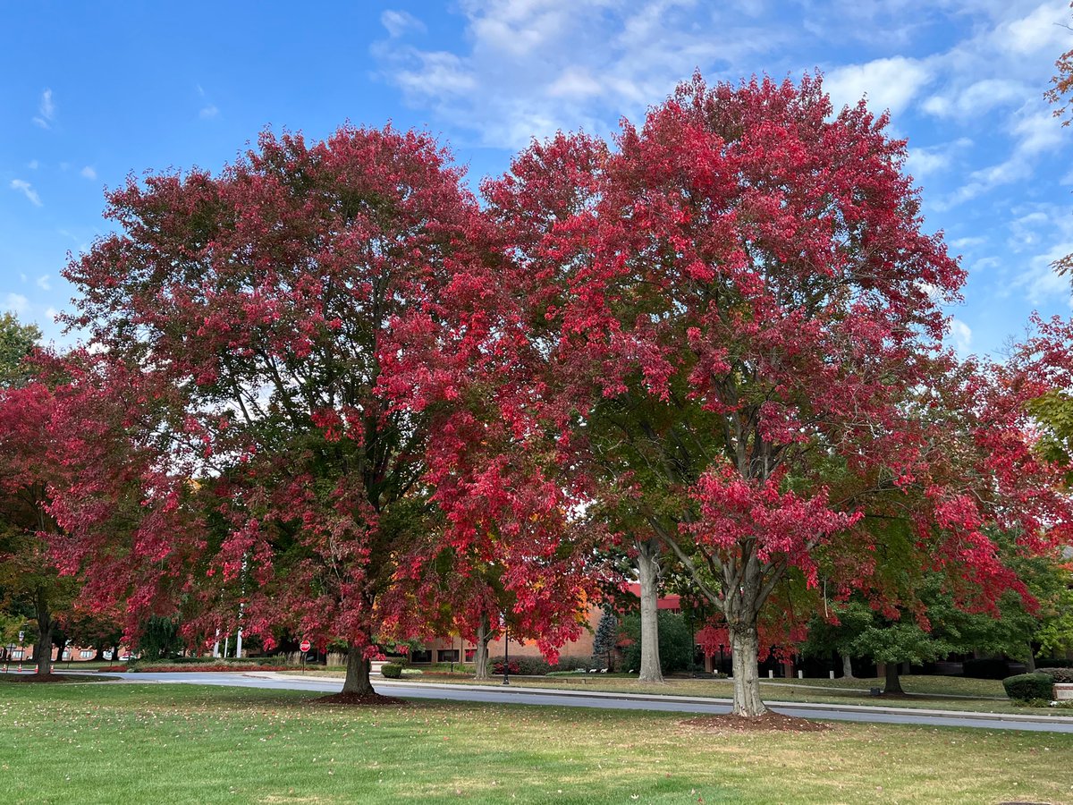 Fall colors are full abloom throughout #rosehulman. This is a great time for prospective students to visit & see this beauty & a lot more. Book a visit @ rose-hulman.edu/visit/index.ht… Our early deadline for admission is 11/1.