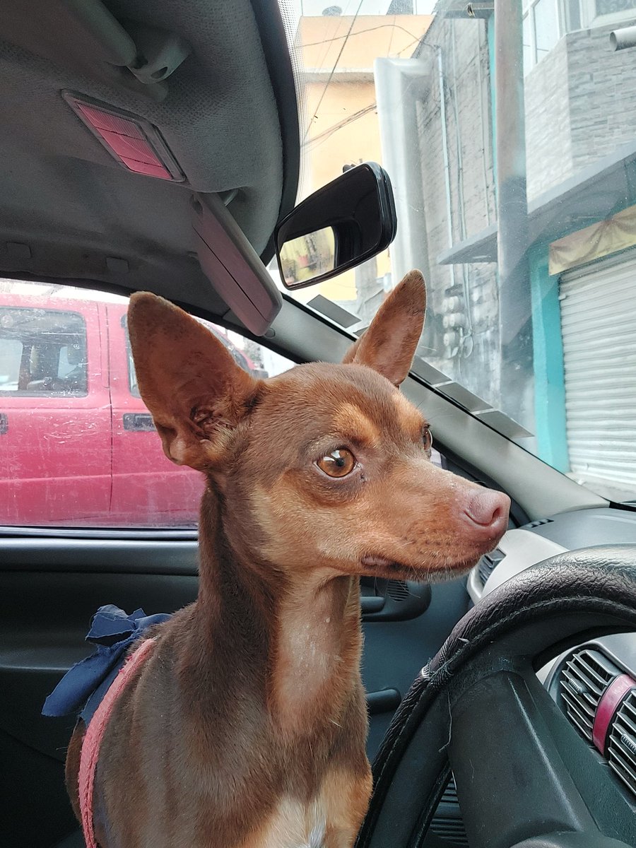 ADOPCIÓN ESPECIAL. Adopta a Kira, su historia es triste pero tú puedes cambiar su vida. Esterilizada, desparacitada,  vacunada.  Info y req al 5564142756. <a href="/JosLuis47356593/">José Luis Martinez Reyes</a> <a href="/guerashome/">Imatis Burton</a> <a href="/diana_dfc/">D I A N A 🐕 🐾 ❤️</a> <a href="/EsEstra/">A L I 🐾</a> @CaninaAmber <a href="/Animales_CDMX/">AnimalesCDMX</a> <a href="/MascotasSismo/">Mascotas Sismo</a> <a href="/PrrosPerdidosMX/">PerrosPerdidosMx</a>