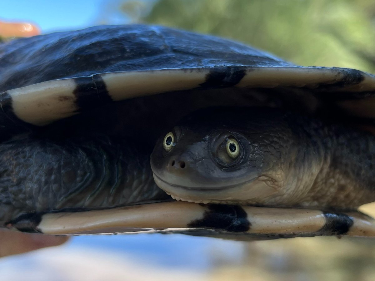 Smile! It's wednesday! Can't help but smile when you see a face like this on monitoring trips.We measure length and width of their shell and release them again, This one is an Eastern long-necked turtle @CharlesSturtUni @FlowMERprogram @NSWDPIE_Water @theCEWH