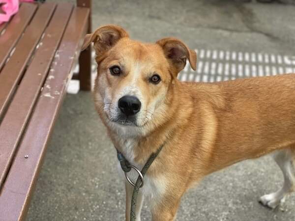 💔Chewy💔
#NYCACC #152810 12M
▪️To Be Killed: 10/13💉
Friendly, playful puppy, had inexp👪, who provided him w 0 structure, needed 2 flourish. Sweet boy doesn't have a mean bone! Great personality + likes🐕! Needs loving, N.East #Foster, 4 structure, 2 be yr BFF! #pledge
💞Chewy