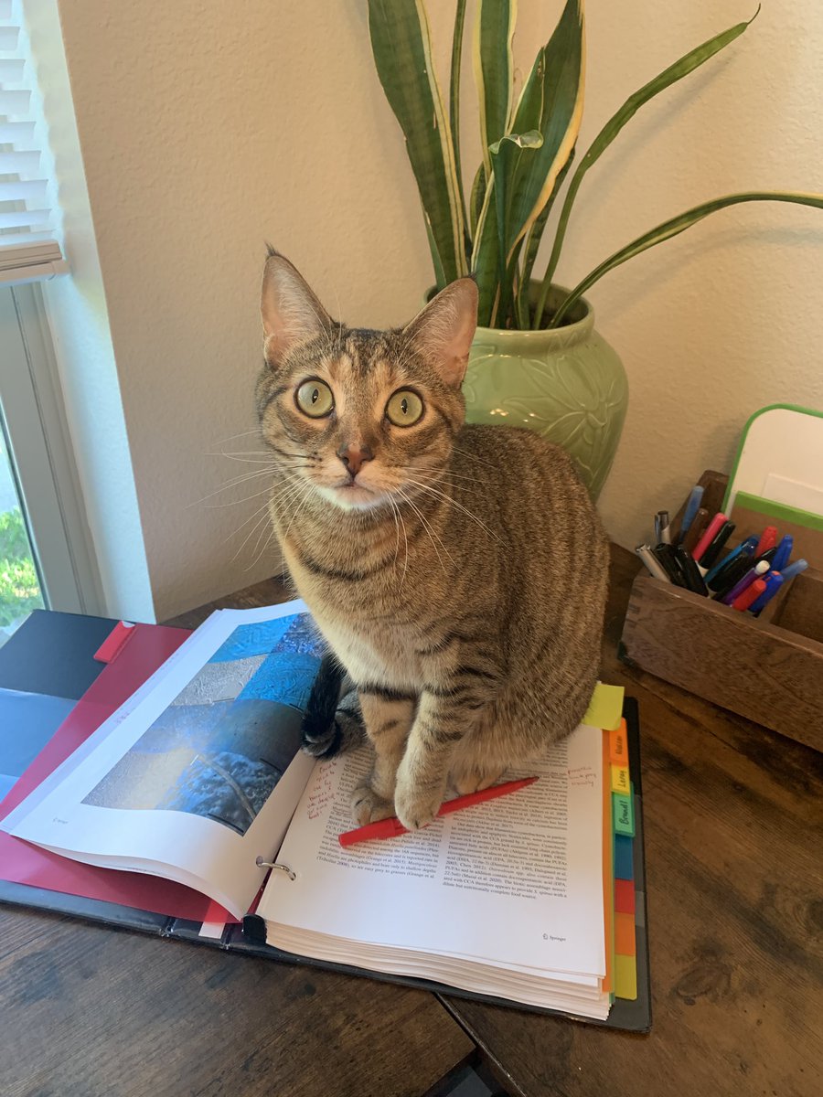 queenparrotfish's tweet photo. My cat decided to *helpfully* study for my PhD candidacy exams with me (i.e., sit on the papers Im trying to read)

#phdcat #CatsOfTwitter https://t.co/yhAqjK7UpV