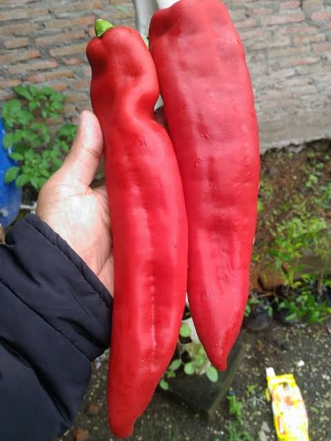 Adhispicy's tweet photo. @GachaAmpaswey Cabe yg ini ?? https://t.co/b9c8N9IWR8