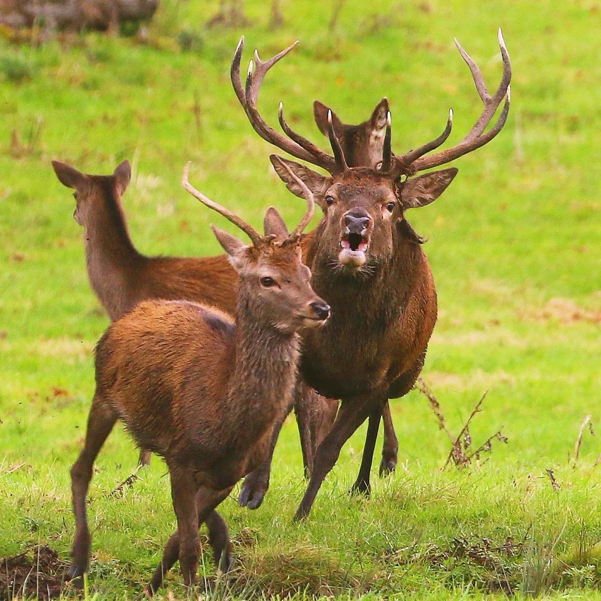 1968_derek's tweet photo. Deer rut killarney  #wildlifephotography #deerrut #killarney #Deers #rutting #irishdeer https://t.co/0EH42n0xZw