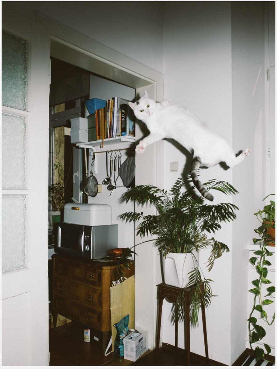 spasi___sohrani's tweet photo. Today I want to wish you sweet dreams with a collection of Jumping cat @doublekoek 

I hope I do not need to tell you about his collection with llamas and dogs 🦙 🐕 🤯 https://t.co/kGAmEdvTF0
