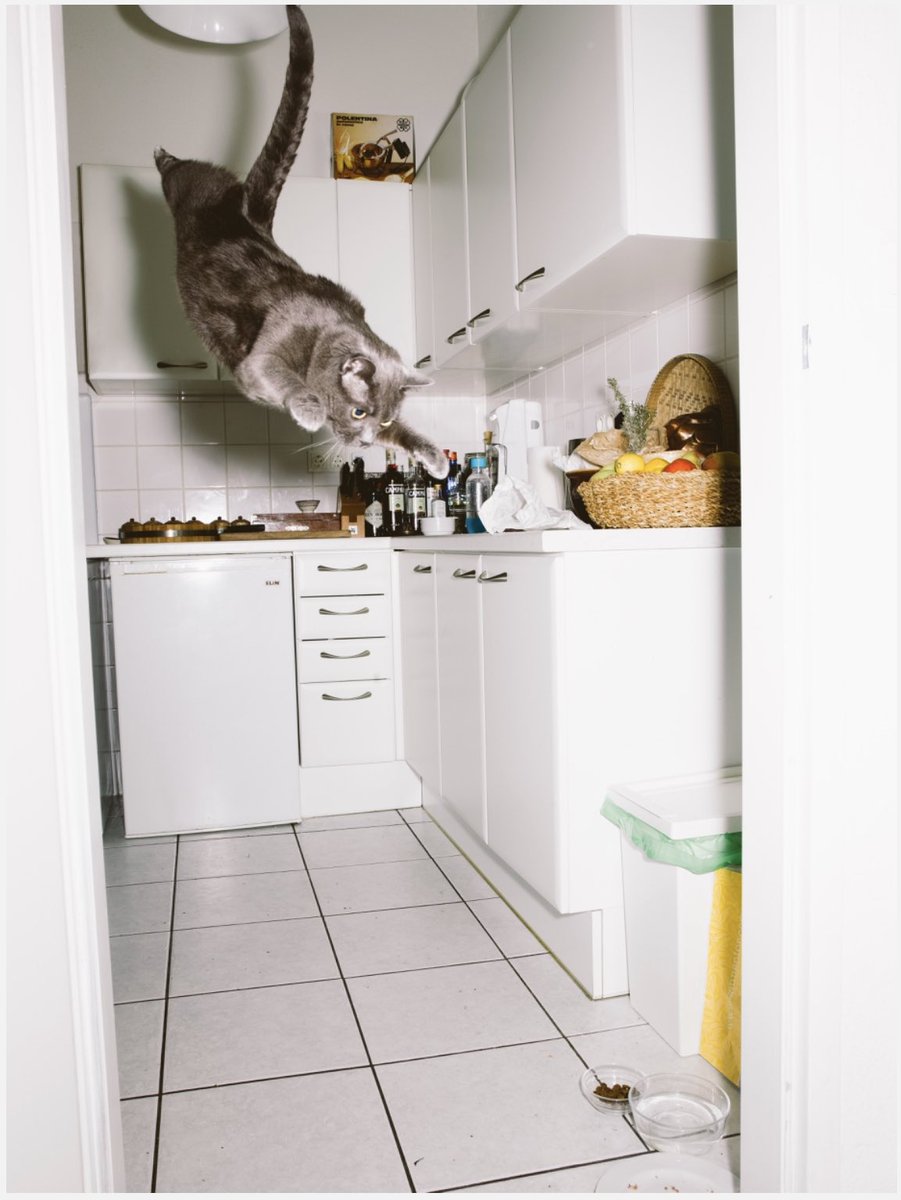 spasi___sohrani's tweet photo. Today I want to wish you sweet dreams with a collection of Jumping cat @doublekoek 

I hope I do not need to tell you about his collection with llamas and dogs 🦙 🐕 🤯 https://t.co/kGAmEdvTF0