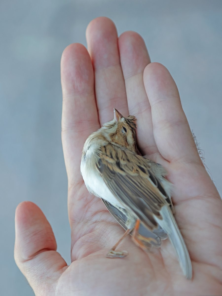 CorderoNature's tweet image. The worst possible way to get a NY county lifer on my morning downtown patrol💔 Clay-colored sparrow @NYCAudubon  @wildbirdfund  #windowcollision #nyc #corderonature