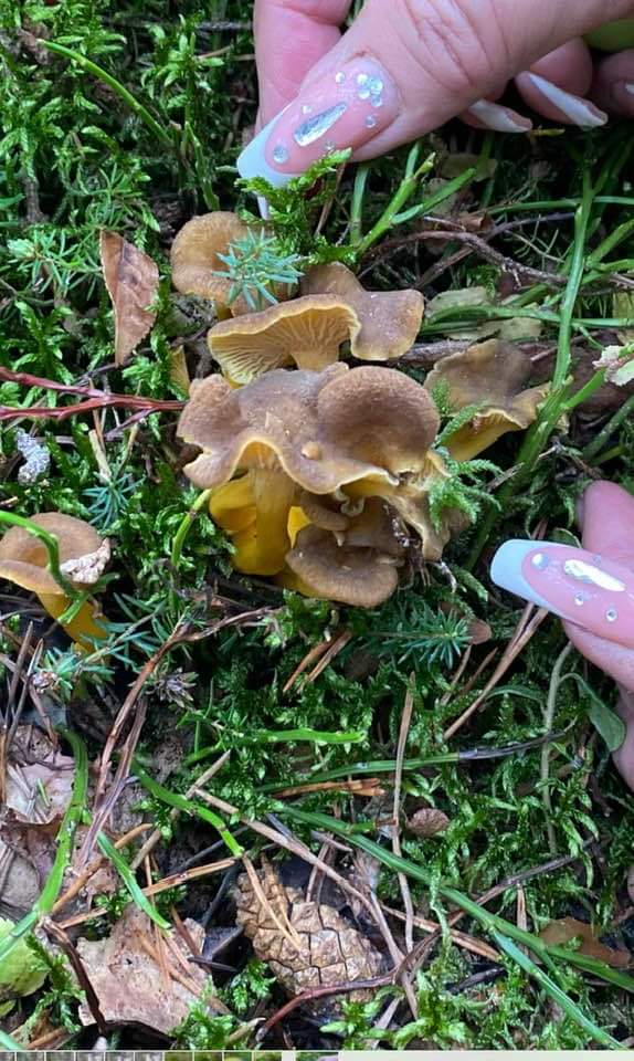 ritafelice's tweet photo. ieri tutti in montagna  a caccia di funghi compreso  mia nuora  e la mia nipotina🍄🍄🍄🍄🍄 #montagna #bosco #alberi #tree #funghi #cena #dinner #verde https://t.co/HPPcXxYBxq