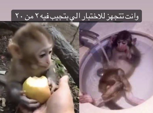 monkeyofthe's tweet photo. https://t.co/IgwJJrqGCu