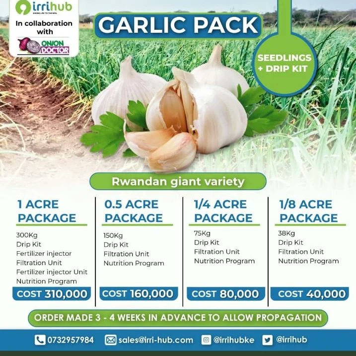 It's a garlic affair🥰!
What would you like to know about garlic farming? Shoot the questions!