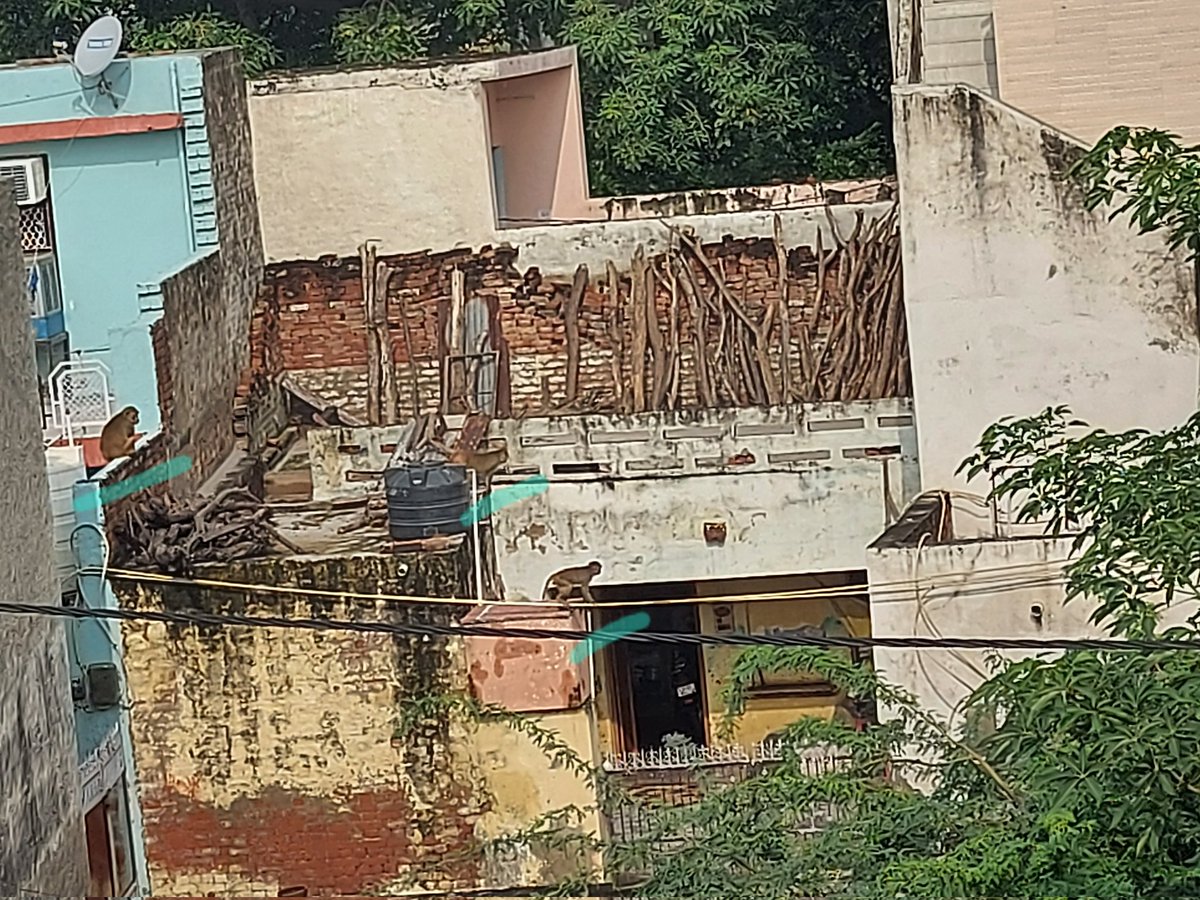 AMITROSE15's tweet photo. @tweetndmc Residents of UJWA Village are having a harrowing time with increasing incidents of monkey attacks. Around 10-15 monkeys roaming in this area from last 5-6 months. Monkeys have torn up clothes, broken flower pots, damaged pipes and overhead tanks.
Please do the needful. https://t.co/csgqs0vLqj