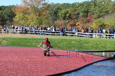 BostonCentral's tweet photo. More fall fun on tap for this weekend! 🌞Fall Festivals galore celebrating everything from Cranberries🍅and Crabapples🍏to Books,📚Boo Bashes👻Pumpkins 🎃&amp; Fall Foliage.🍁 Enjoy! https://t.co/5nClixYLW4 https://t.co/DirHoqWpvz