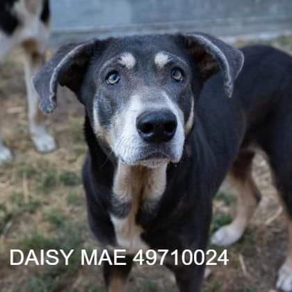 220 days ago, our shelter took in DOZENS of dogs from an awful situation.  All of the dogs were vastly under-socialized to human contact &amp; suffering from a variety of medical issues. These 4 dogs are the ones that remain at SMRAS from that case...m.facebook.com/story.php?stor…