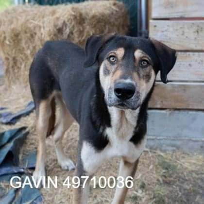 smanimalshelter's tweet photo. 220 days ago, our shelter took in DOZENS of dogs from an awful situation.  All of the dogs were vastly under-socialized to human contact &amp; suffering from a variety of medical issues. These 4 dogs are the ones that remain at SMRAS from that case...https://t.co/kw6nhTDXA2 https://t.co/cbE7Hxv4ZC