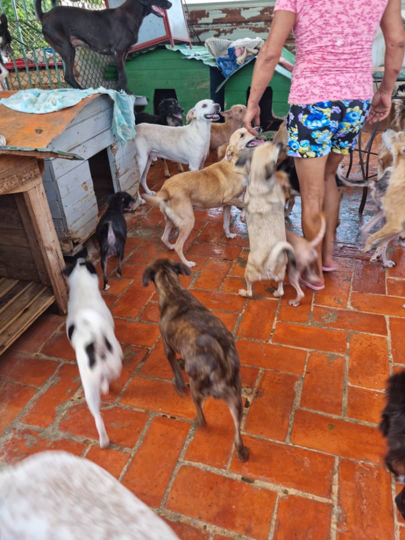 Isisdelosngele1's tweet photo. Si la situación en Cuba está mala para todos, imaginen para esta familia que noblemente se convirtió en refugio para los 😇. El moquillo ha exterminado gran parte, pero quedan al menos 60 que necesitan comida sobre todo. Tal vez $10 no sean nada para ti, pero entre todos es mucho https://t.co/6fRMSOPDXn