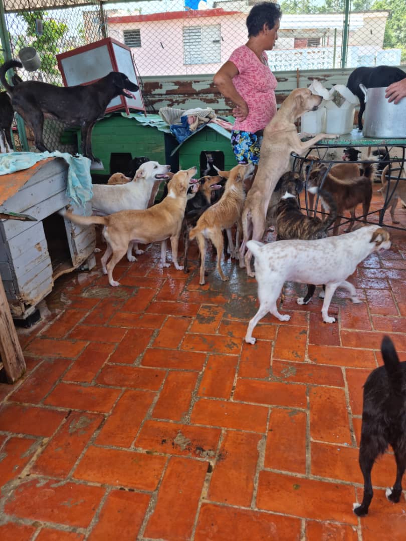 Isisdelosngele1's tweet photo. Si la situación en Cuba está mala para todos, imaginen para esta familia que noblemente se convirtió en refugio para los 😇. El moquillo ha exterminado gran parte, pero quedan al menos 60 que necesitan comida sobre todo. Tal vez $10 no sean nada para ti, pero entre todos es mucho https://t.co/6fRMSOPDXn