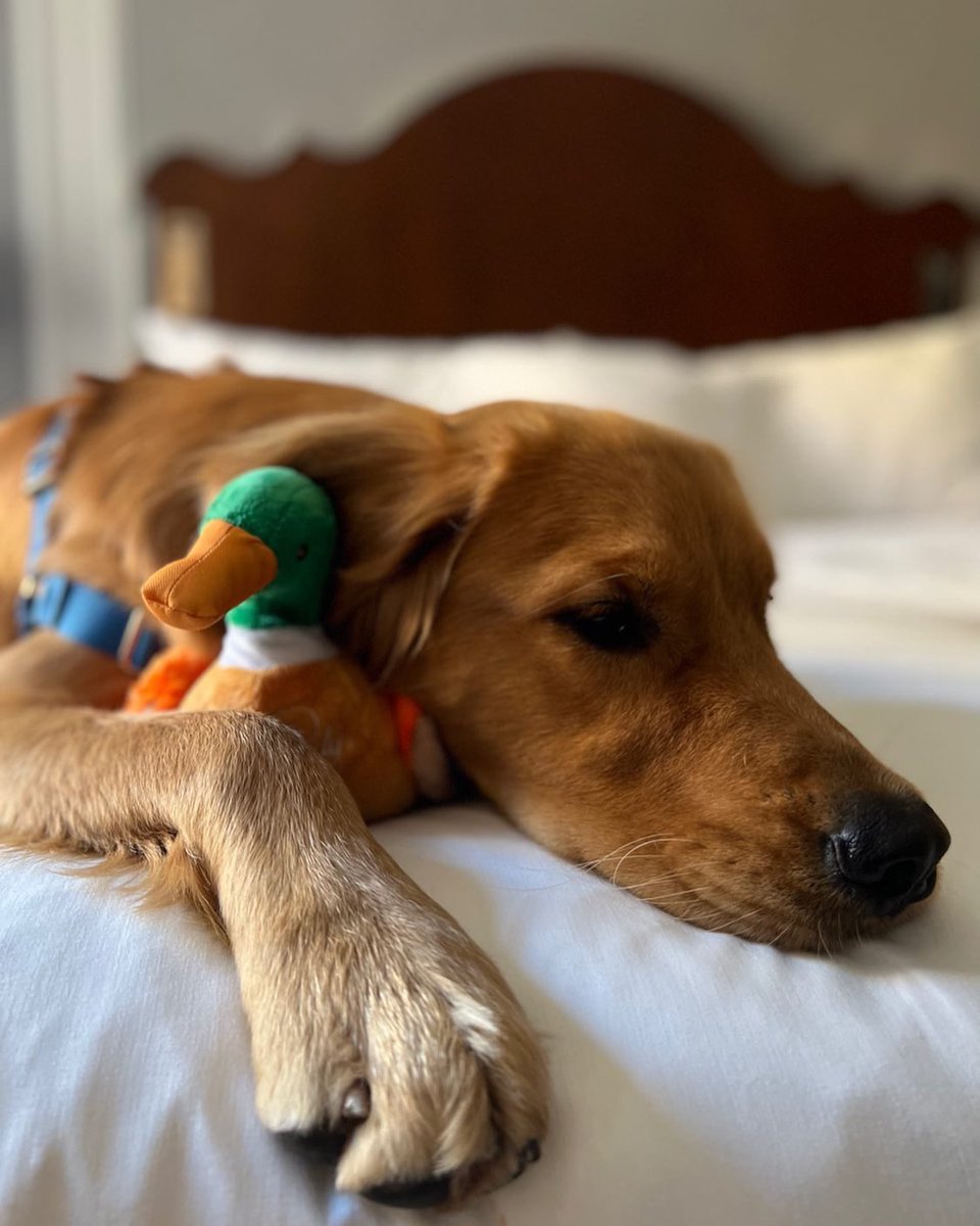 PeabodyMemphis's tweet photo. Nothing is better than a Peabody duck snuggle!! Especially after discovering all that Memphis has to offer.
https://t.co/f6Q94OtXOn
#MakingMemories #thepeabodymemphis #peabodyducks๐ฆ #furryfriends #furryfriendsofinstagram #preferredpups #preferredhotels #historichotelsofamerica https://t.co/QSj3uIZtiV