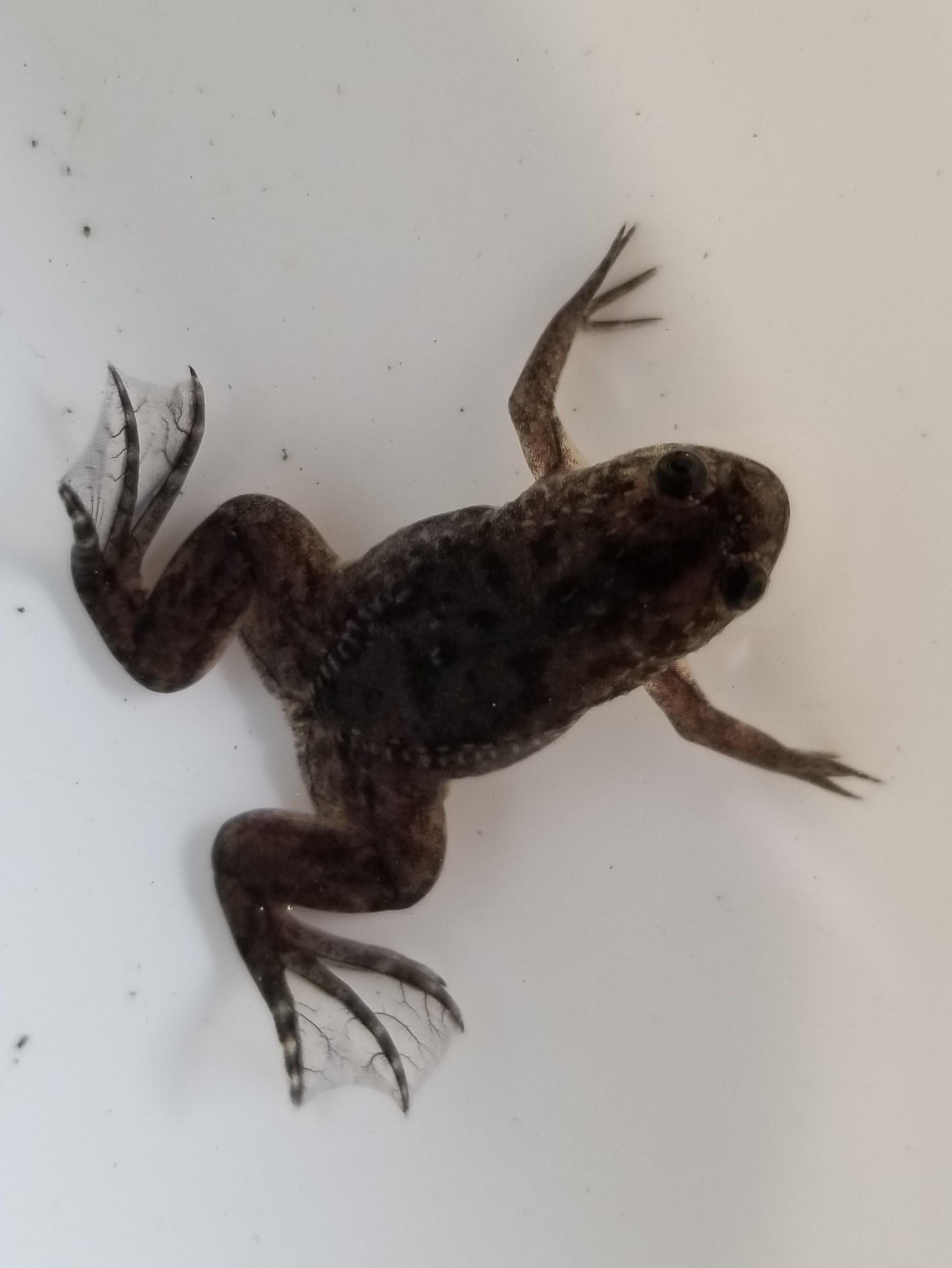 カエル屋さん Xenopus Shop Twitter