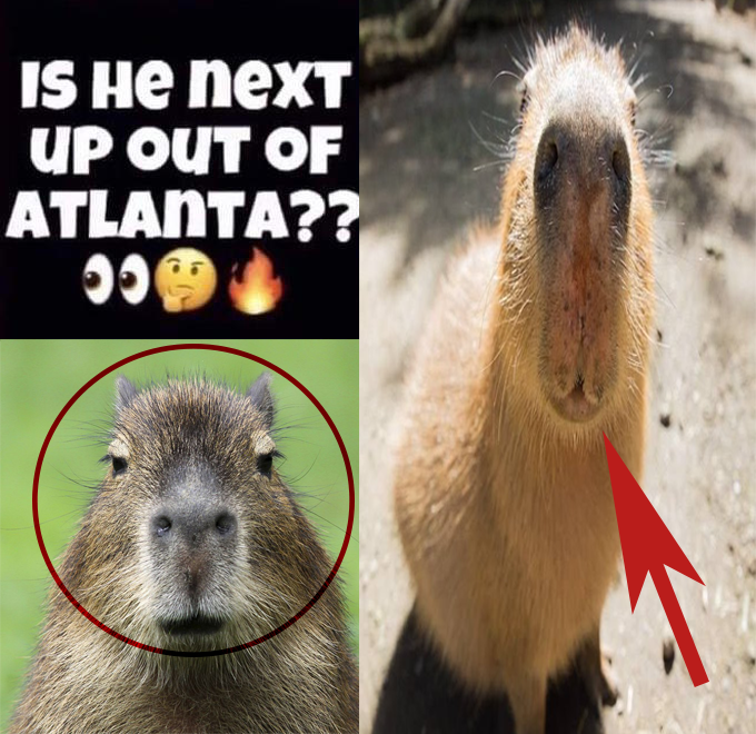 CapybaraClique's tweet photo. @CapybaraCountry https://t.co/YvJ0d55qz1