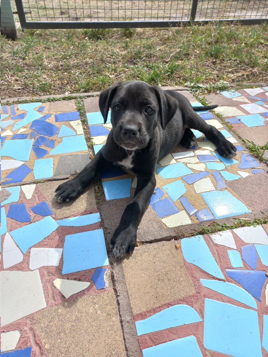 DaianaVitale4's tweet image. Se robaron un perro. Sí. Habiendo tantos para adoptar, agarraron de su casa a Moro (en el momento tenía un collar verde) 
Por favor tiene que aparecer 🙏 
Compartan, es de mi amiga @narelaheredia_