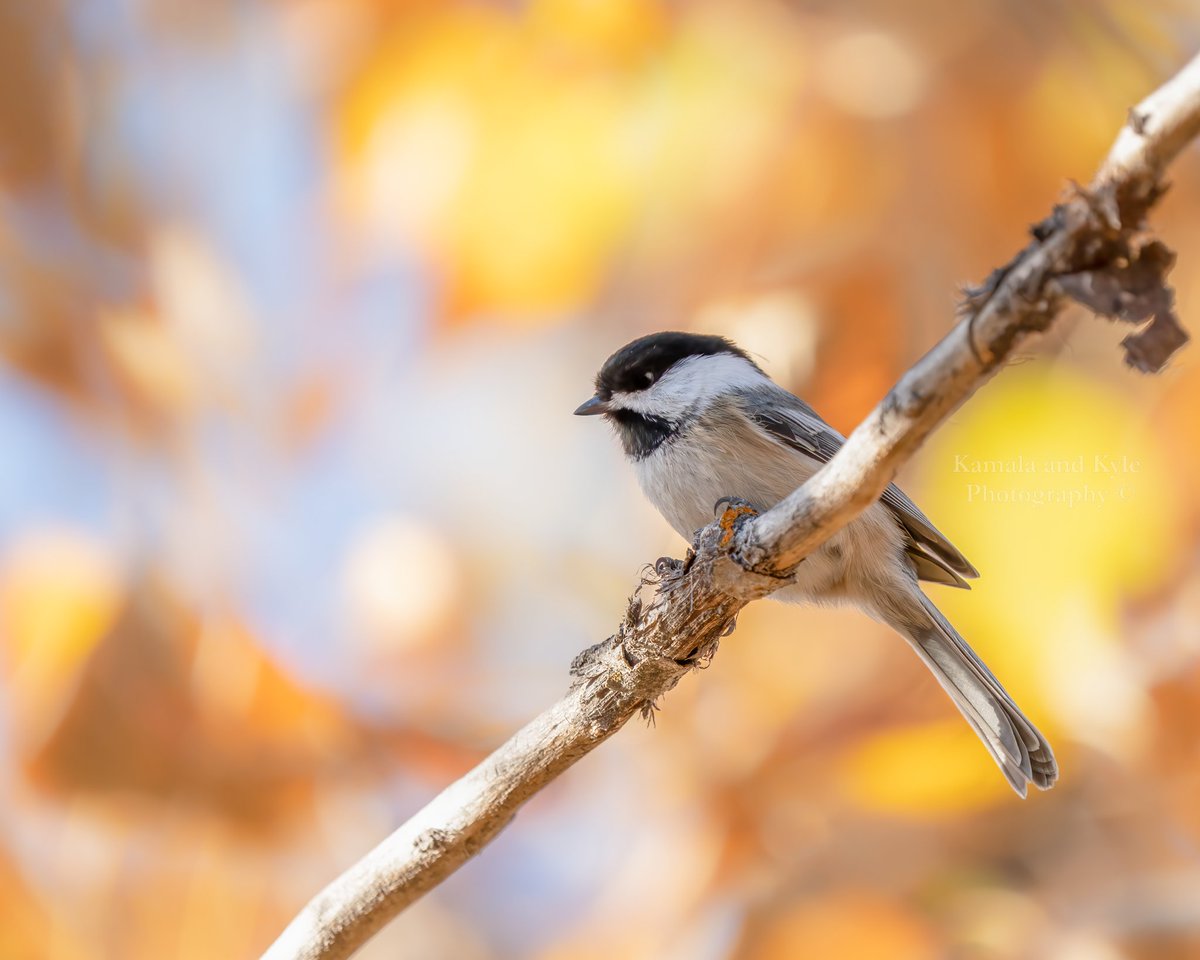 KamalaKyle's tweet photo. Black-capped Chickadee sending Autumn vibes💛🧡Calgary AB, Oct 2022
#chickadee #chickadees #blackcappedchickadee #blackcappedchickadees #calgarybirds #birdsofyyc #yycbirds #calgarywildlife #yycwildlife #urbanwildlifeyyc #capturecalgary #calgaryisbeautiful #calgaryparks #yyc https://t.co/UvFKf1COOl