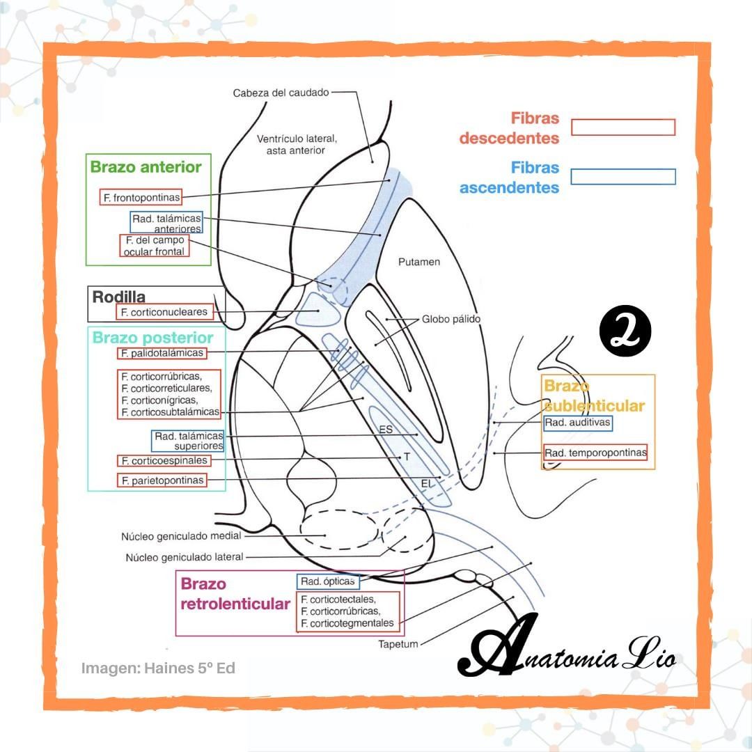 anatomialio's tweet photo. Cápsula interna, irrigación y los grupos asociados al polígono vascular o anastomótico del cerebro (de Willis).
#Neuroanatomia #CapsulaInterna https://t.co/AtRzG43dw1