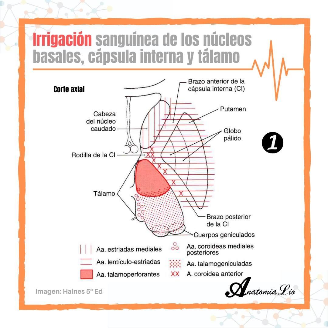 anatomialio's tweet photo. Cápsula interna, irrigación y los grupos asociados al polígono vascular o anastomótico del cerebro (de Willis).
#Neuroanatomia #CapsulaInterna https://t.co/AtRzG43dw1
