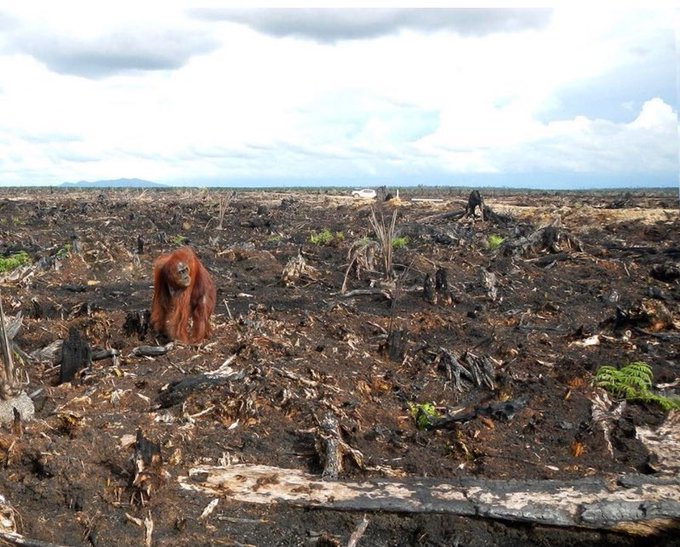 ECOWARRIORSS's tweet photo. Stop eating Palm Oil and ban Palm oil for  bio diesel
In Indonesia  all diesel sold in the country must contain 30% palm oil - the highest compulsory blend in the world. https://t.co/afbPdgbjVU