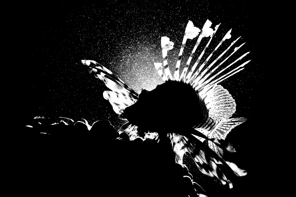 <a href="/CryptoPopPunk/">Pop Punk</a> <a href="/JacqScripps/">Jacqueline Scripps</a> <a href="/Cletelcharnal/">Clete</a> <a href="/brushes_stunts/">Brushes and Stunts</a> Some listed monochrome grails from The Alpha Collection by <a href="/gulyildizart/">Gül Yıldız</a> <a href="/NicoleYorkPhoto/">Nicole</a> <a href="/dustinrabin/">Dustin Rabin</a> <a href="/below_surface/">Tobias Friedrich</a> 
#PopExploresMonochrome 
opensea.io/collection/lig…