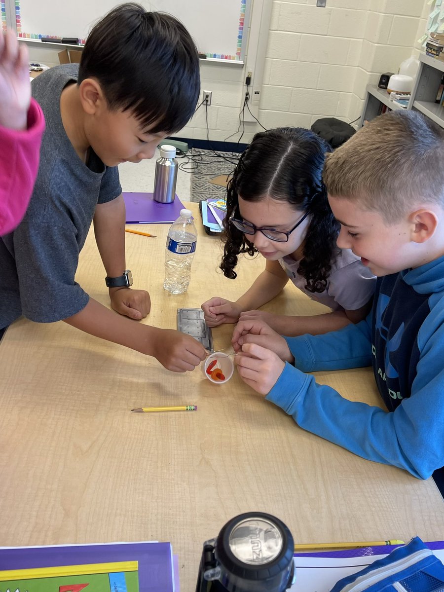 Ms_Lilienthal's tweet photo. Teamwork https://t.co/9ugg49vqpN