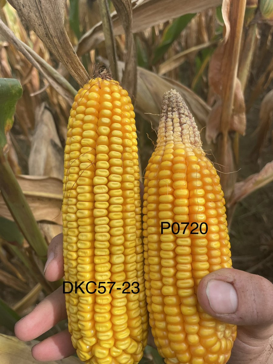 Seeing tip back in your 🌽 this year?

Pic from sandy loam with ⬇️ avg 🌧 thru early fill. Tip kernels are first to go. 

Hybrid selection can help! 

DKC57-23 is built to handle stress! The racehorse doesn’t always make it to the end of the track. 

<a href="/Asgrow_DEKALB/">DEKALB Asgrow Seed</a> 
#bayerup