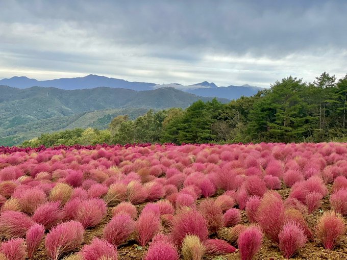 ひるがのピクニックガーデン 桃色吐息とコキアの丘 岐阜県郡上市