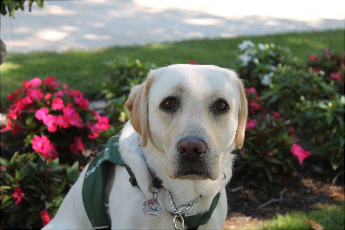 Yuki wants <a href="/MiddsouthNation/">Midd South Nation</a> to know that she passed her physicals and started her guide dog training. She also wants you to know mom and dad get their next puppy in two weeks, just in time for a Feb #denimday