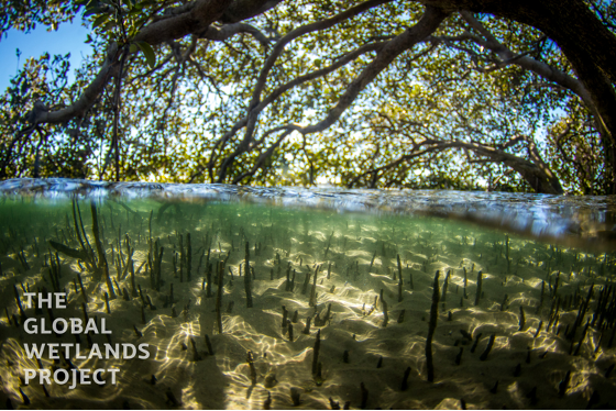 SieversSci's tweet photo. How quickly do #restored #mangroves support equivalent fish densities relative to nearby natural forests? In #MoretonBay, #Queensland, it was quicker than we thought! Paper: https://t.co/gxnT4TQ6ua (1/4) @ConnollyLab @seabassphd @globalwetlands @GU_Sciences @GriffithARI https://t.co/KiKLKndcC5