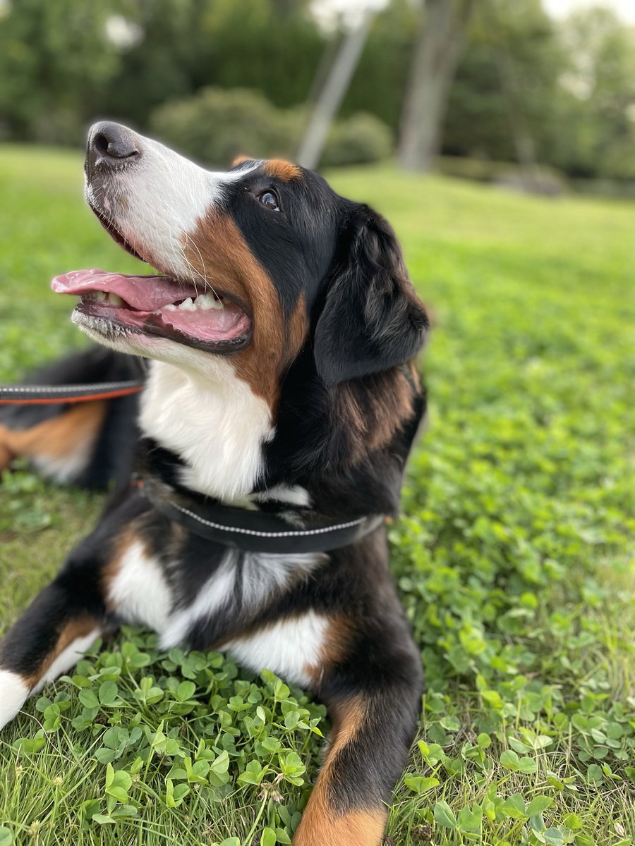 美人さんね😌

＃バーニーズマウンテンドッグ