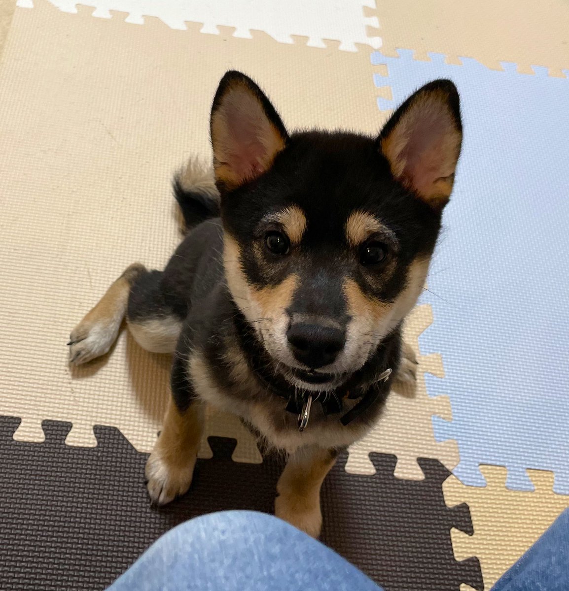 shibamomotaro's tweet photo. お座りでも後ろ足はﾍﾟﾀｰﾝなのね
#柴犬のいる暮らし
#犬好きさんと繋がりたい https://t.co/SB92iUVvaz