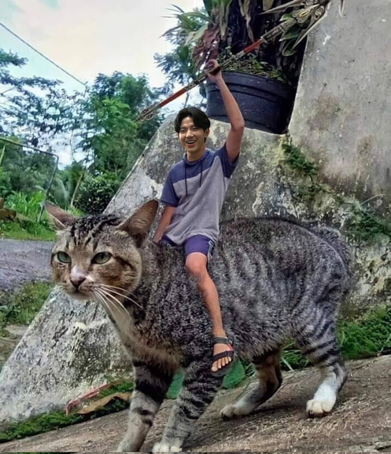 DAY6 On Twitter my6 Haru Pacarku Mau Jemput Pake Kucing Kalo day6-on-twitter-my6-haru-pacarku-mau-jemput-pake-kucing-kalo