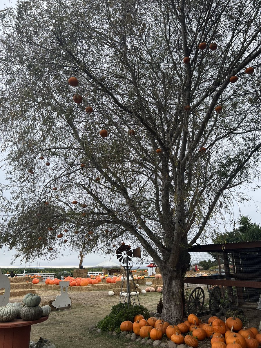 Ellissanicole's tweet photo. pumpkin patch with my best friend 🧡 https://t.co/YuY5q4TmUu